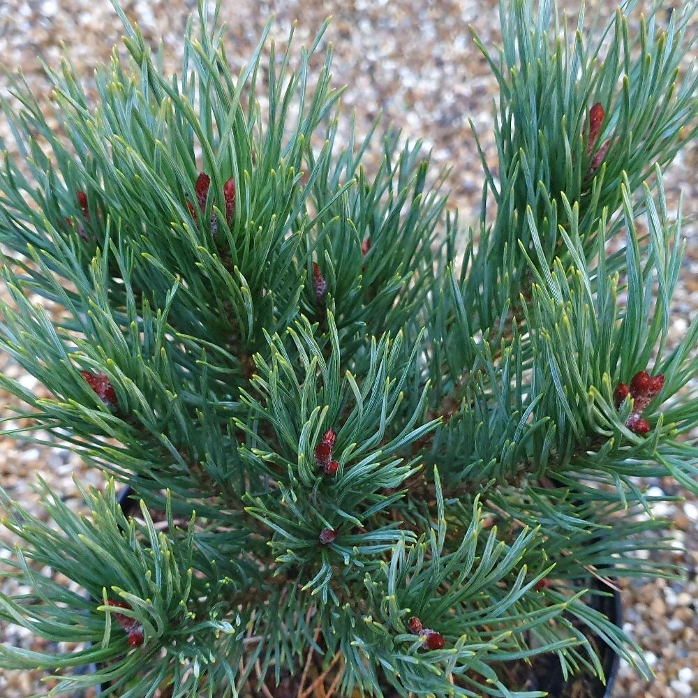40cm       Better than bare root. Pinus Sylvestris 3 x Scots Pine Tree 